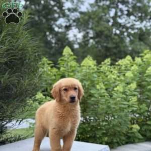 Jesse, Golden Retriever Puppy